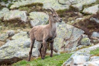 Lac Blanc Chamonix - Chamois