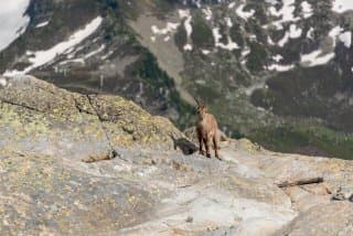 Lac Blanc Chamonix - Chamois