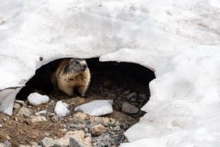 Lac Blanc Chamonix - Marmotte