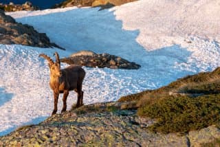 Lac Blanc Chamonix - Chamois