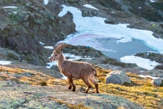 Lac Blanc Chamonix - Chamois