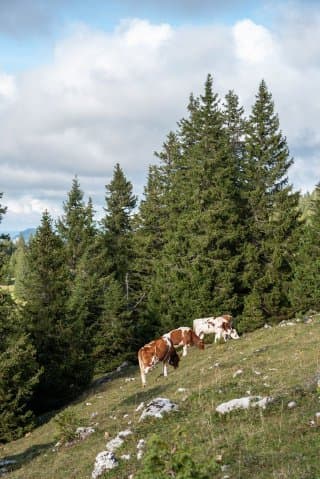 Vaches Suisses