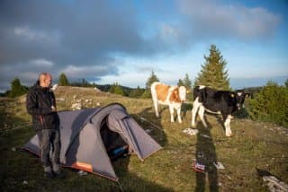 Bivouac et vaches