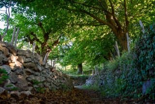 Le sentier des druides