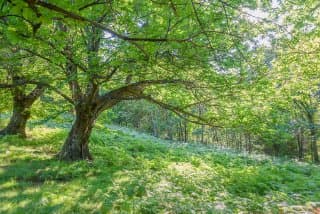 Le sentier des druides