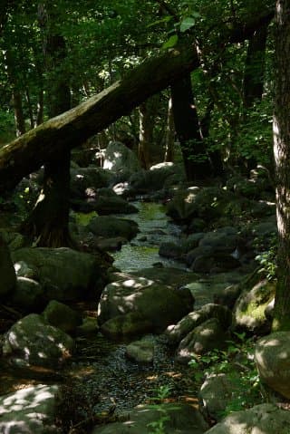 Le sentier des druides