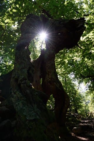 Le sentier des druides