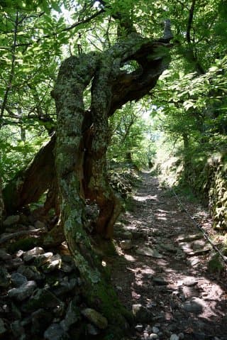 Le sentier des druides